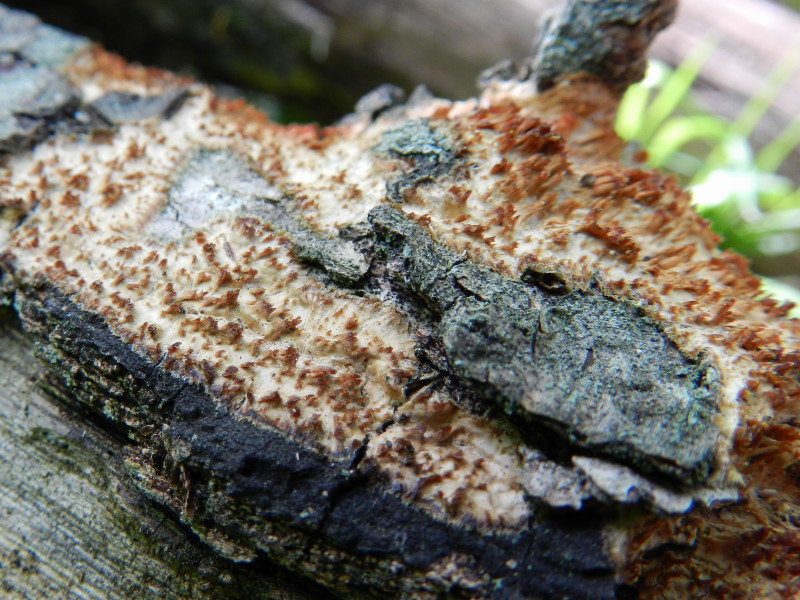 Secondo del 1 maggio (Radulomyces molaris)